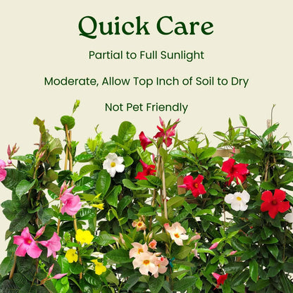 Live Mandevilla Flowering Plant - Trellis - Mixed Red Giant and White Giant - Tropical Plants of Florida - Overall Height 36" (Plant Only)