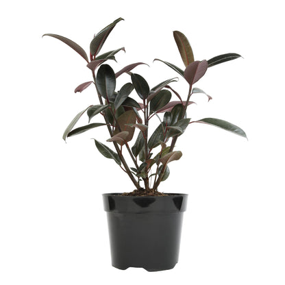 Live Ficus Burgundy, Ficus Tree, Rubber Tree Indoor Houseplant in 8 in. Grower Pot by Plants for Pets
