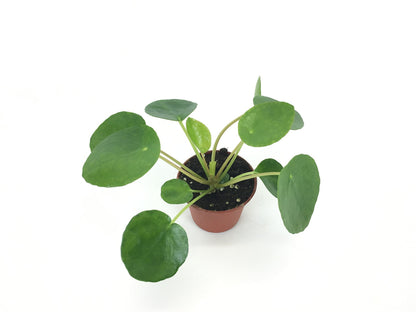 Pilea peperomioides (2" Pot) (Chinese Money Plant/Pancake Plant/UFO Plant)