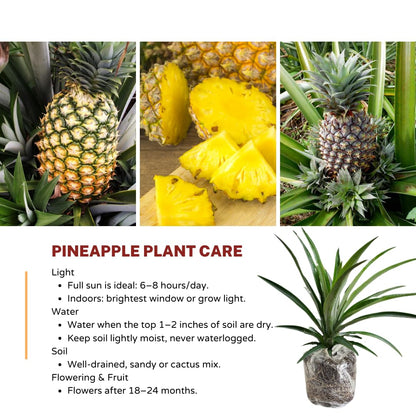 2 Pineapple Plants Live to Grow 5 to 8 Inch Tall, Sweet Pineapple Fruit Tree Live Plant for Outdoor (Sugarloaf Pineapple)