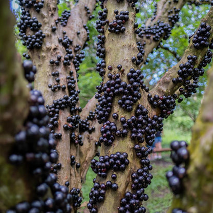 Jabuticaba Fruit Tree for Planting | Jaboticaba Live Tree | 2.5–3 Ft Potted Tropical Fruit Tree | Sweet Edible Berries for Home Gardens Patios & Containers | No Ship to CA,HI,AK