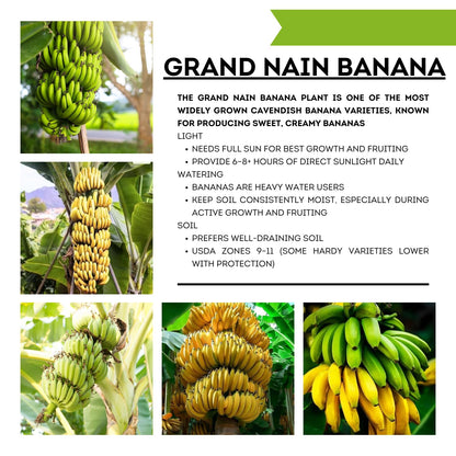 Grand Nain Banana Tree Live Plant, Well Rooted 4-8" Tall, Cold Hardy Tropical Banana Plant Live Well Rooted, Live Banana Fruit