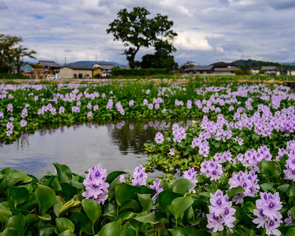 Floating Flowering Plant – Live Aquatic Plants for Ponds & Aquariums (5 Common Water Hyacinth (Eichhornia crassipes), 5, Count)