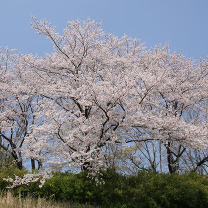 2 White Cherry Blossom Tree Plants, Live Cherry Blossom Plant in Pot, 8 to 12 Inch Tall White Cherry Blossom Live Plant, Cherry Blossom Tree Live Plant in Pot