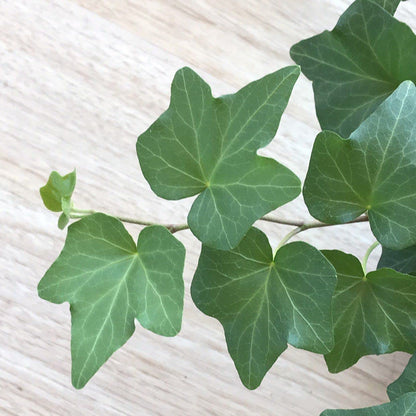 English Ivy Heart - Live Plant in a 6 Inch Pot - Hedera Helix - Florist Quality Beautiful Easy Care Indoor Air Purifying Topiary Houseplant Vine