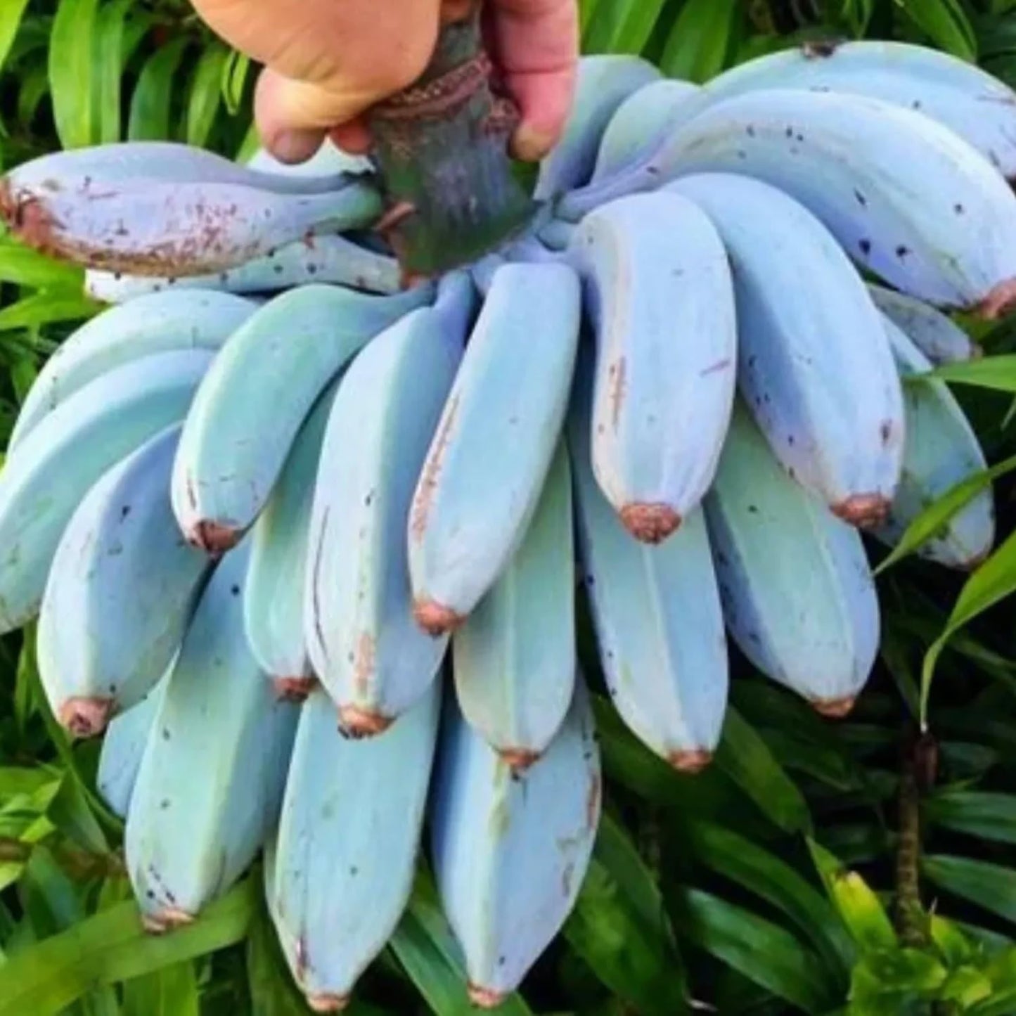 Banana Plant Live, Ice Cream Blue Banana Tree Live Plant, Hardy Banana Fruit Seedling 4 to 8 Inch Tall, Indoor Outdoor