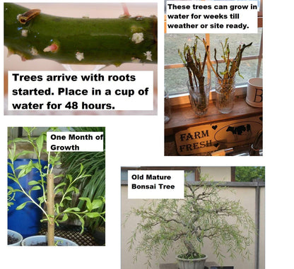 Bonsai Willow Tree Bundle - 3 Large Trunk Bonsai Tree Cuts - Get one Each Weeping, Australian, Dragon - Ready to Plant - Indoor/Outdoor Bonsai Tree's