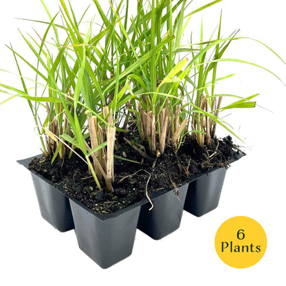 6 Fairy Tails Fountain Grass – Evergreen Ornamental Grass with Pink-White Plumes for Borders & Pots (Pennisetum ‘Fairy Tails’) in 2.5” Cubes, Live Plants