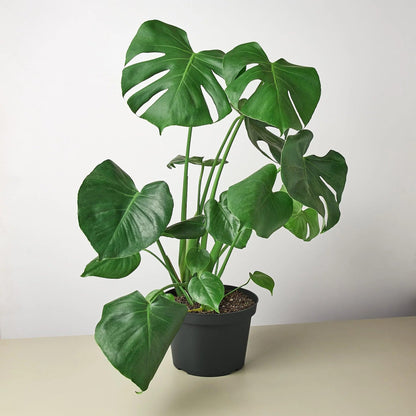 10 Pack Philodendron Monstera Split-Leaf in 4in Pot - Live Plants Tropical Houseplants | Variegated | USA Growers | The Snobby Leaf