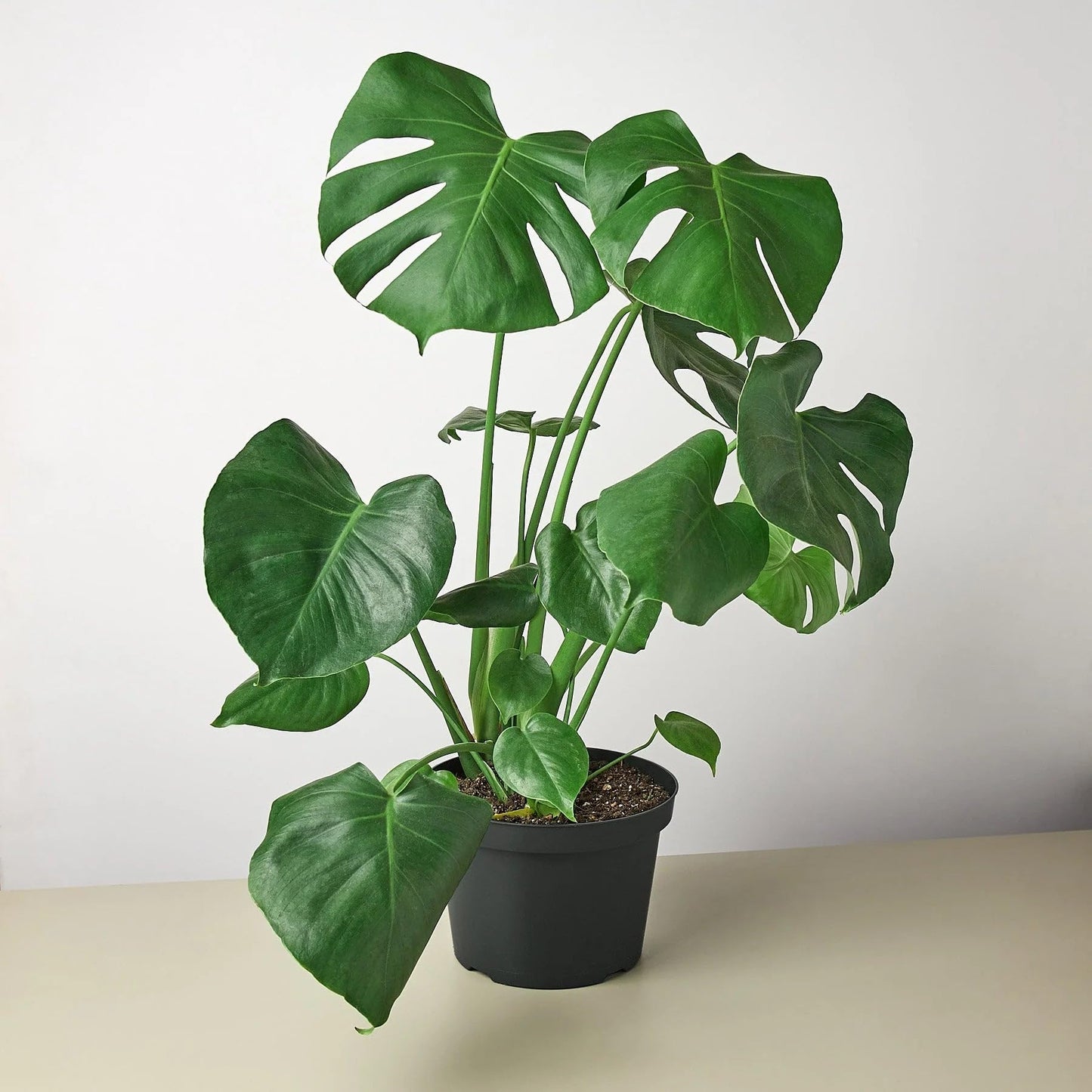 7 Pack Philodendron Monstera Split-Leaf in 4in Pot - Live Plants Tropical Houseplants | Variegated | USA Growers | The Snobby Leaf