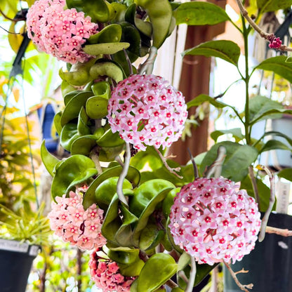 Hindu Rope Hoya Plant Live, Pink Flower Curly Leaf Succulent Vine Leaves, Outdoor Indoor Houseplant Decor, Hoya Hindu Rope