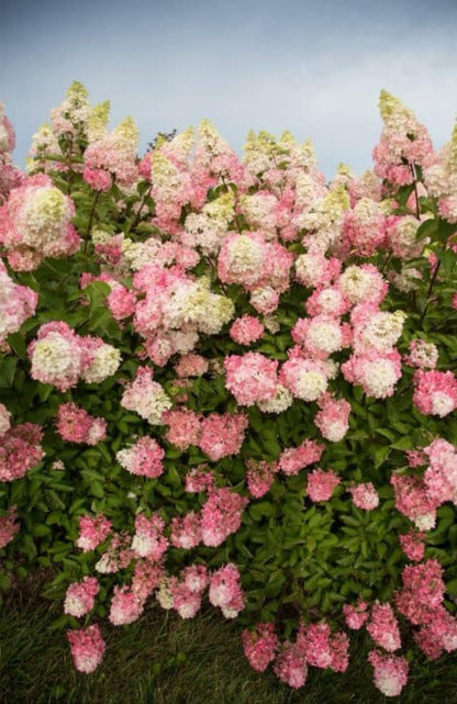 Live Plant - Hydrangea Well Rooted Starter Plant