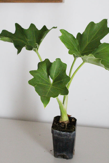 Mini Philodendron Selloum Hope Starter Live Plant Fairy Garden Tree Tropical Houseplant Gift Indoor Plant Low Maintenance Easy Care Plant