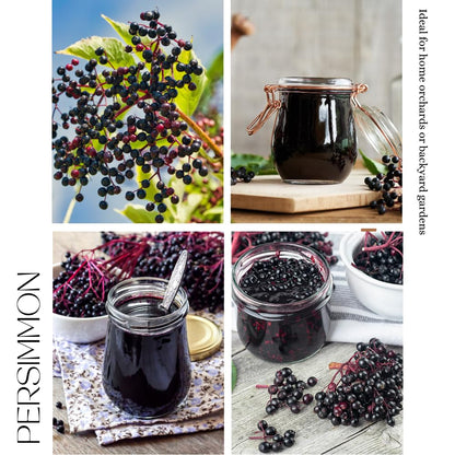 Elderberry Plant for Planting, Elderberry Plant Live, Rooted in 1 Gallon Pot, 2-3 Feet Tall, Cold Hardy Fruit Plant, Edible Berry for Planting