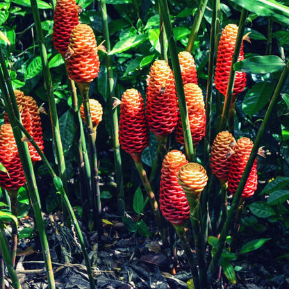 15 Shampoo Ginger Rhizomes for Planting, Awapuhi Ginger Shampoo Plant Roots, Zingiber Zerumbet Roots Garden
