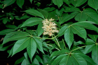 6-12” Tall Ohio Buckeye (Aesculus glabra) 1-2 Year Old Tree, Bare Root Plant