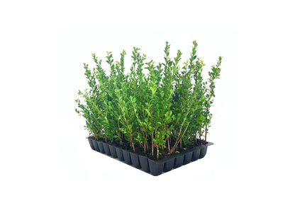 Ilex Compacta Crenata Japanese Holly | 10 Live Plants | Low Maintenance Evergreen Foundation Shrub