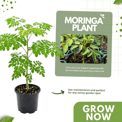 Live Moringa Tree Plant for Planting, 2 Plants Per Pot, Moringa Oleifera Plants 4-8 Inch Tall, Edible Tropical Garden Ready Plant
