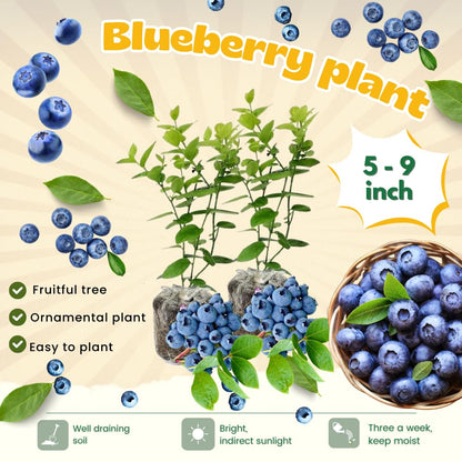 2 Emerald Blueberry Bush Live Plant, Blueberry Plants Live for Planting 5 to 8 Inch Tall, Sweet Blueberries Fruit Seedlings
