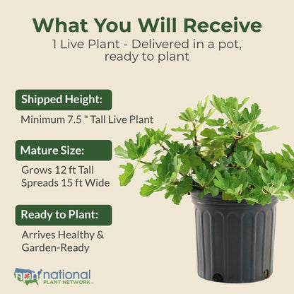 Brown Turkey Fig Plant - Sweet Year Round Harvest in 1 Gal Growers Pot - Grows Upto 12-15' - Easy to Grow Fruit Trees for Pots and Gardens (1 Count)