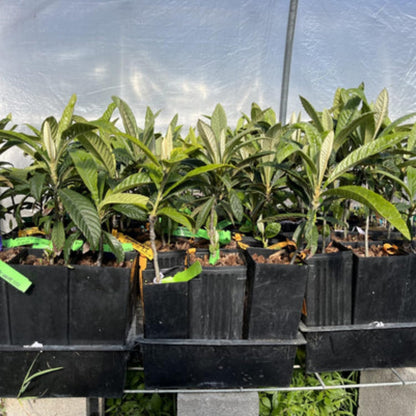 Loquat Tree Live Plant, 5 to 9 Inc in Height, Golden Loquat Plant Live, Cold Hardy Fruit Tropical Plant Home Orchard