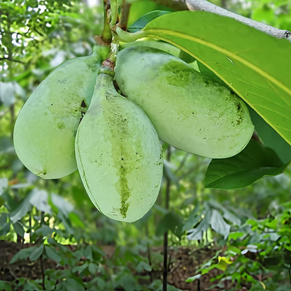 Paw Paw Indian Banana Tree – Live Plant Seedling 6-12” Tall – Asimina Triloba in Quart Pot