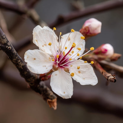 2 Purpleleaf Sand Cherry Shrubs/Trees - 18-24" Tall Live Plants - Purple Leaf Cistena Plum Bushes - Prunus x cistena - (2 Pack)