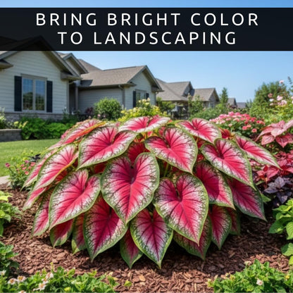 4 Chinook Caladium Bulbs for Planting – Red Pink Fancy-Leaf Caladium Shade Plants, Tropical Foliage Indoor or Outdoor Container Garden Houseplants, Easy-Grow Bulbs (4 Bulbs)