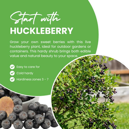 Huckleberry Plant Live, Huckleberry Bushes Live Plant, 5 Inches Pot, 4-6 Inc Tall, Sweet Edible Berries, Hardy Fruit Shrubs for Patio and Outdoor Garden