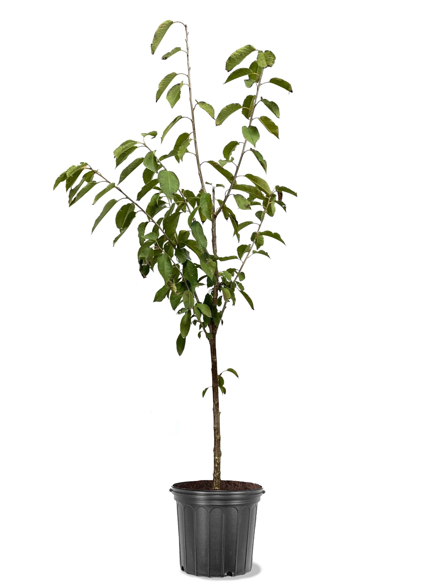 American Plant Exchange Cherry Tree 'Kristin' – Live Fruit-Bearing Plant, 2-3 ft Tall, 5-Gallon Pot, Cold-Hardy, Sweet & Juicy Dark Red Cherries for Home Orchards, Backyard Gardens & Edible Landscapes