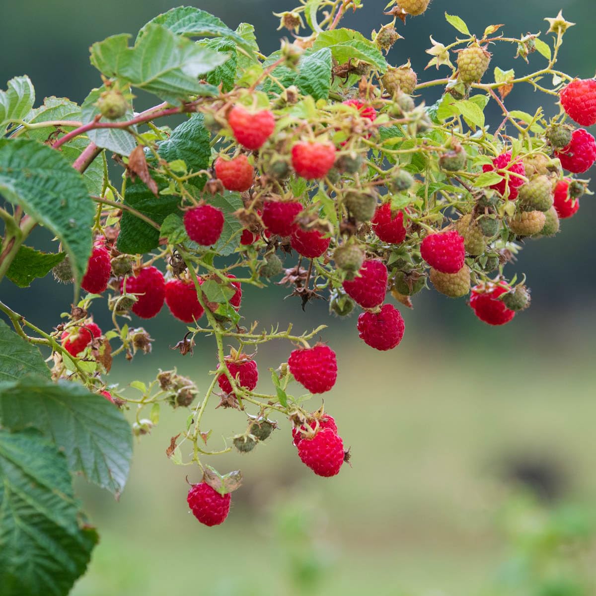Direct Gardening Crimson Blush Raspberry Bush Dormant Bare Root Fruit Bearing Starter Plant