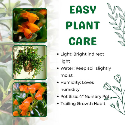 Trailing Goldfish Plant Live in 4" Pot, Tropical Houseplant for Hanging Baskets, Indoor Live Plant with Bright Blooms