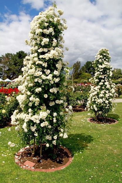 Votaniki Climbing Rose Iceberg Mature 2 Year Old Plant - Fragrant White Blooms for Vertical Gardens | Perfect for Trellises & Arbors, Easy to Train and Maintain (1 Pack)