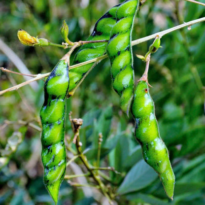 Live Plant - Pigeon Peas (Cajanus cajan) Tropical Living Plant 12”-24”