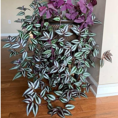 02 Pots Tradescantia Wandering Jew Plants Live Houseplants in 2" Pot, Starter Plants, Mix Purple and Pink Color
