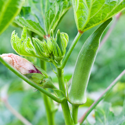2 Green Okra Plants Live, 4 Inches Pot, 4 to 6 Inches Tall Okra Starter Plants, Vegetable Live Plants for Garden