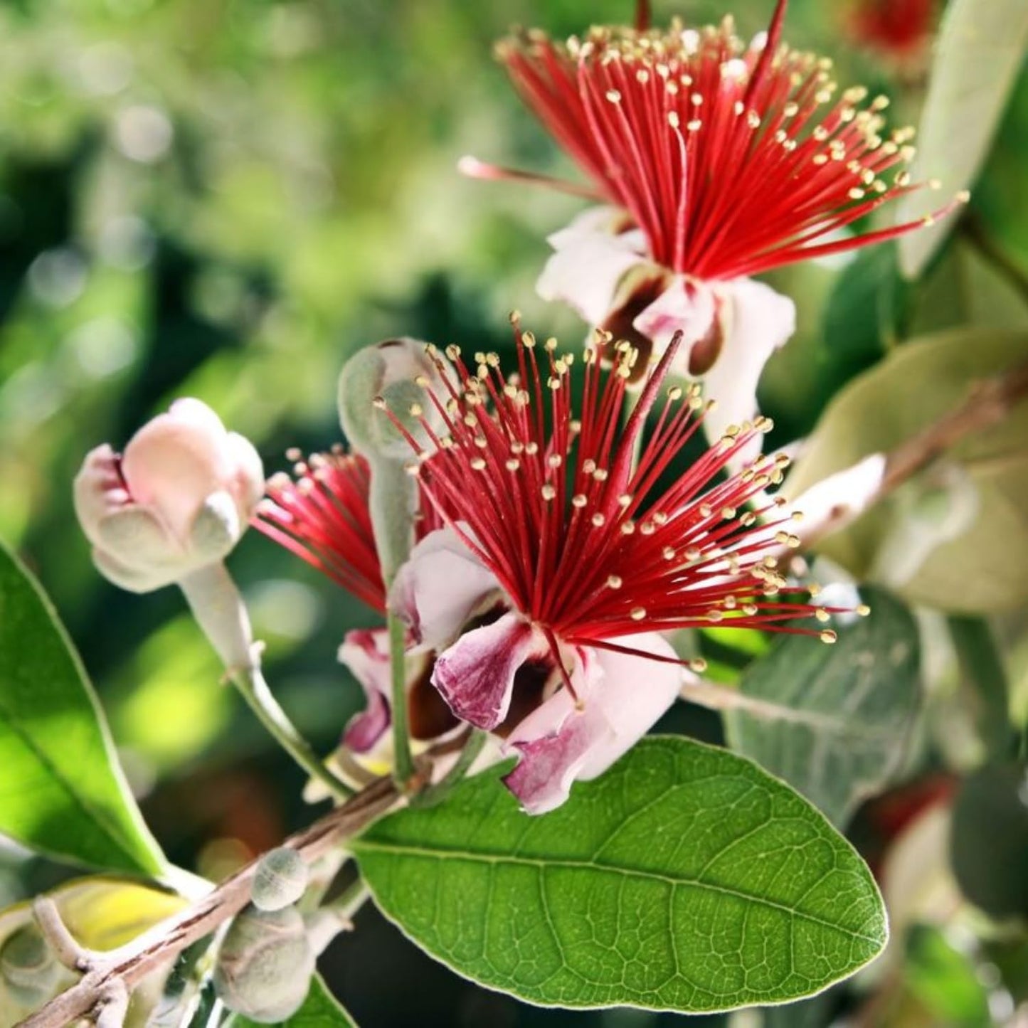 3 Pineapple Guava Live Plants, Pineapple Guava Fruit Trees 4-7 Inches Tall to Grow