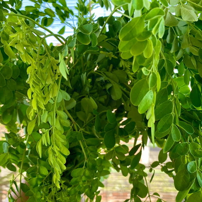 2PPP Moringa Tree Plant Live, Moringa Oliefera Plant, Well Rooted, 4-7" in Height in 4" Pot for Growing
