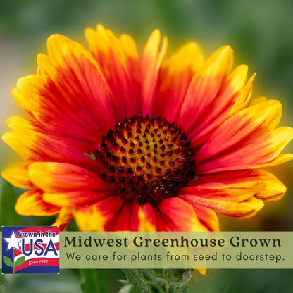 Clovers Garden Blanket Flower (Gaillardia) Arizona Sun Plants – Two (2) Live Plants – Non-GMO - Not Seeds - Each 4" to 8" Tall – in 4" Inch Pots – Hardy Flowering Perennial, Pollinator Favorite