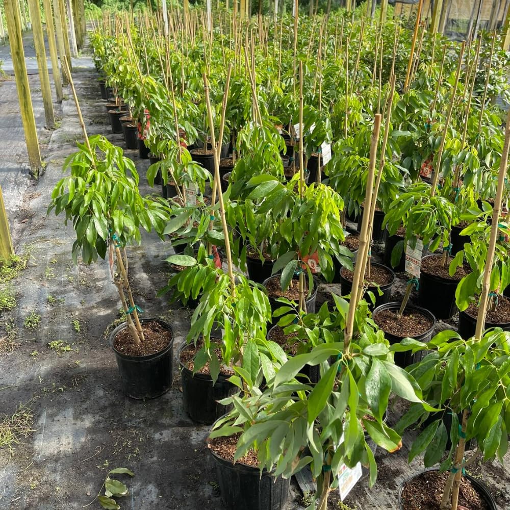 Lychee Tree Litchi Plant Live 2-3 Feet Height, Sweetheart Lychee Plant Live in Gallon Pot, Lychee Fruit Tree, No Shipping to CA