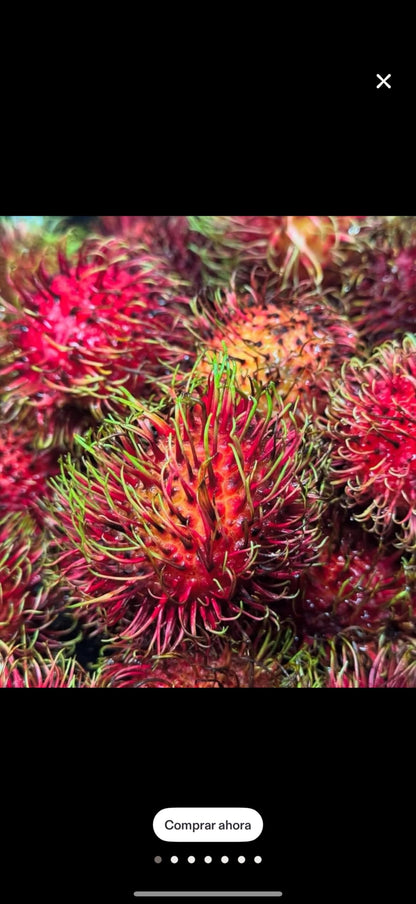 Grafted Rambutan (Nephelium lappaceum) Tropical Live Fruit Tree (2-3ft) rambutan injerto Plant