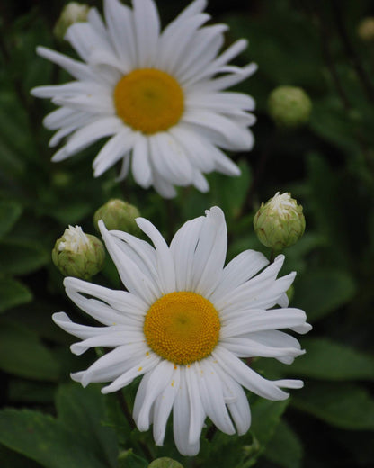 Perennial Farm Marketplace Chrysanthemum nipponicum (Nippon Daisy) Perennial, Size-#1 Container, Big White Flowers