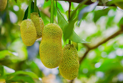 Jackfruit Tree, Plant Live for Planting, Tropical Fruit Tree, Jackfruit Live Seedling Tree, 3 Gallon Pot, 3 Feet Tall, Can't Ship to CA