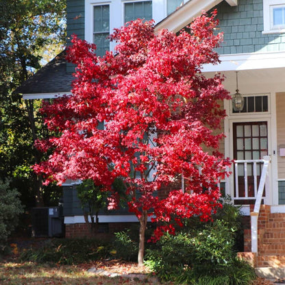 Brighter Blooms - Bloodgood Japanese Maple Tree, 5-6 ft. - No Shipping to AZ