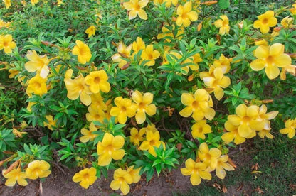 Yellow Flowering Allamanda Schottii | 10 Live Plants | Tropical Landscape Shrub, Low Maintenance, Outdoor Flowering, Evergreen Bush, Fast Growing, Bright Blooms, Heat Tolerant