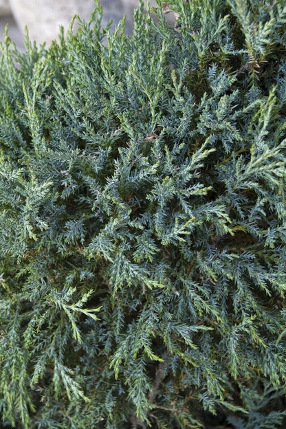 Medora Juniper | 10 Live Plants | Perfect for Year-Round Landscaping, Privacy Screening, and Low Water Environments, Drought-Tolerant