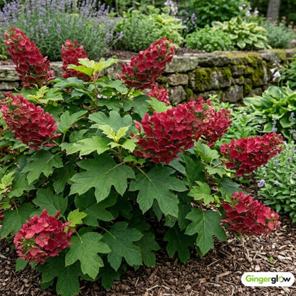 Ruby Slipper Oak Leaf Hydrangea Live Plant Shrub, 6-10" Tall in a Quart Pot, Easy Care Hydrangea Bushes Ready to Plant, White to Pink Changing Blooms for Garden Décor & Outdoor Spaces