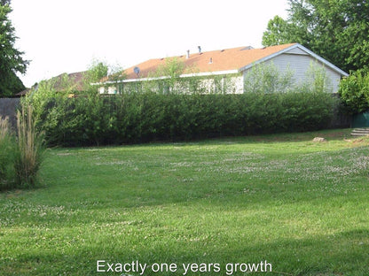 24 Hybrid Willow Tree Cuttings - Fast Growing Trees for Privacy or Shade