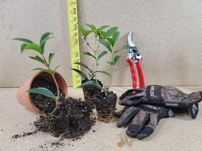 Live Plant - Fudingzhu Fragrant Tea Olive (Osmanthus) - Starter Plant