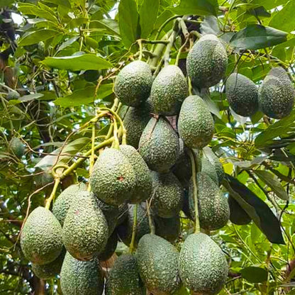 8"-11" Avocado Trees Live Plants in Half Gallon Pot, Avocado Plant, Winter Hardy, 1 Year Old Tree
